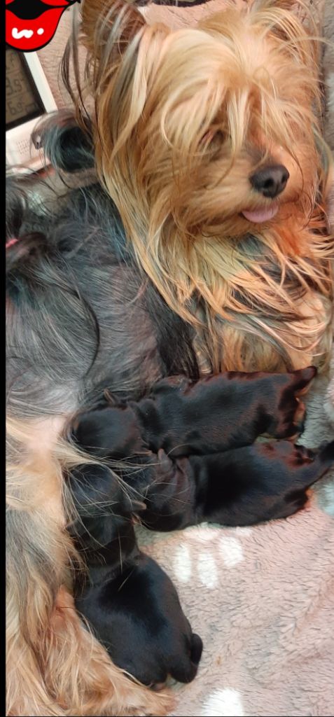 chiot Yorkshire Terrier Annick Duribreux