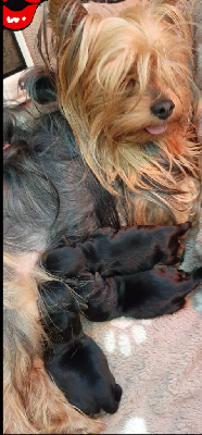 Annick Duribreux - Yorkshire Terrier - Portée née le 10/08/2023